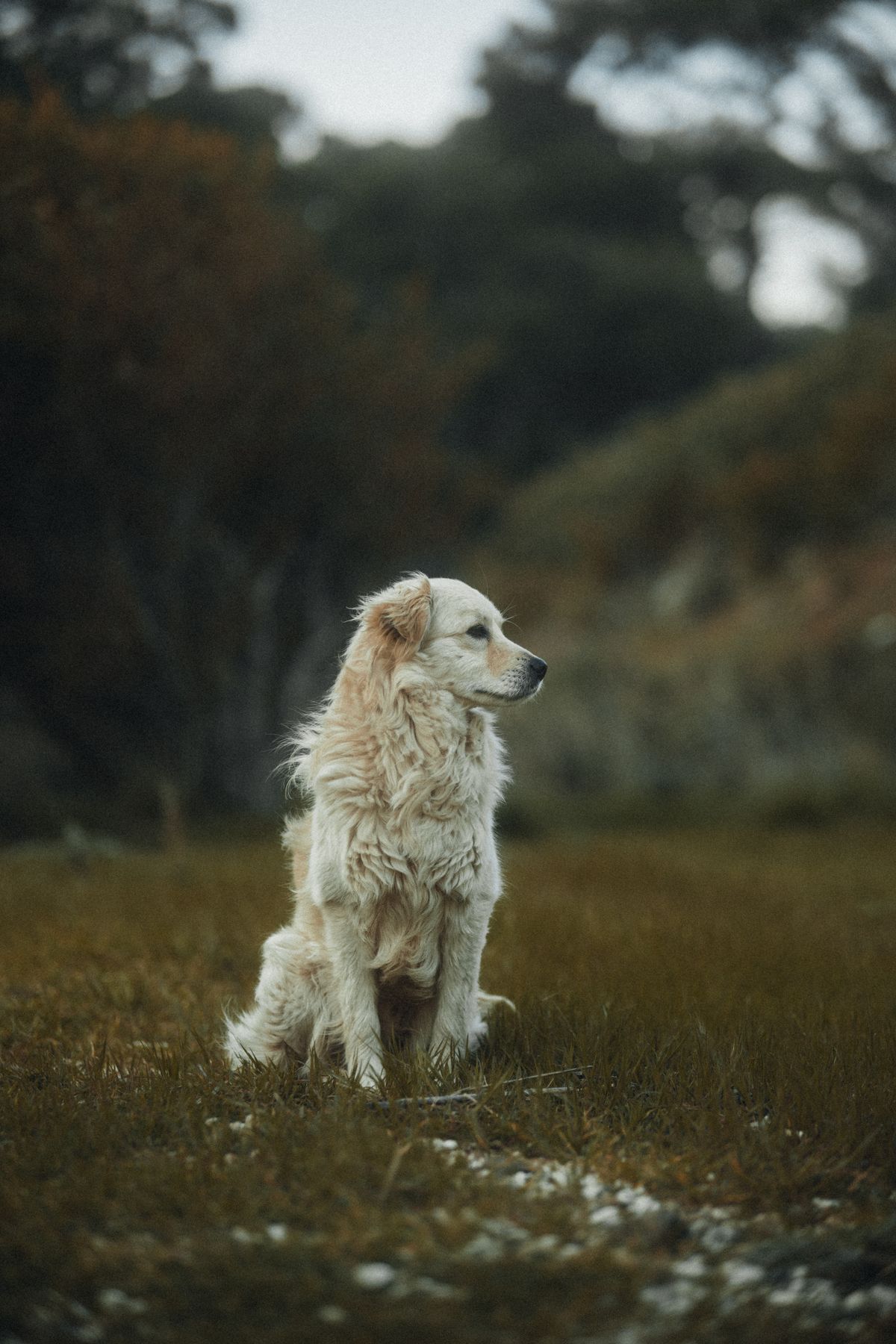 Rustige crèmekleurige hond zit in een weiland